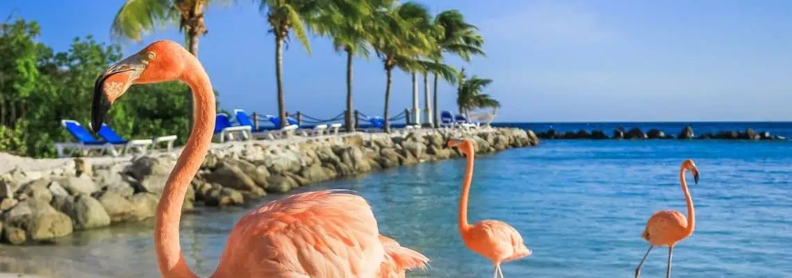 flamingo's